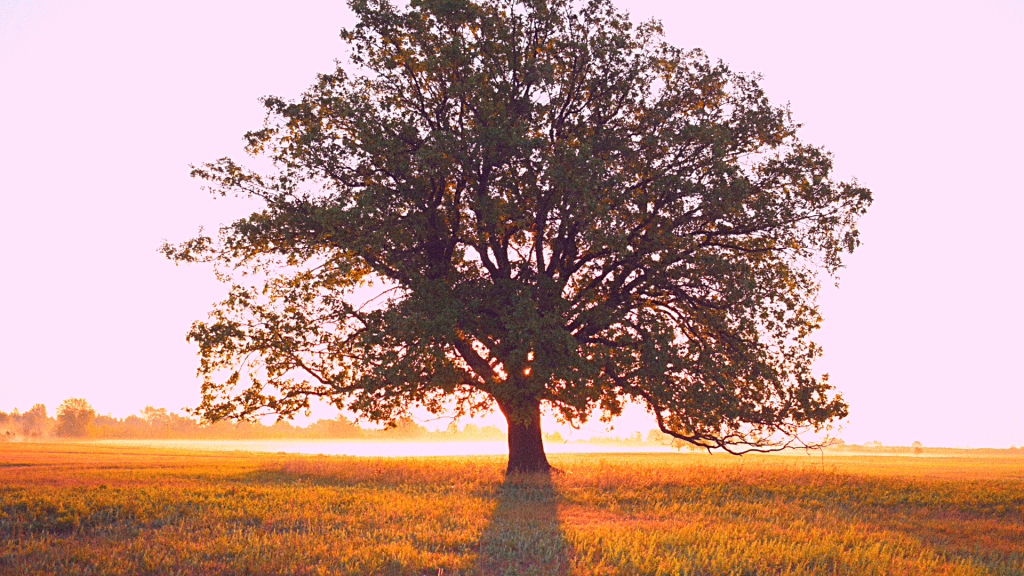 Like a tree planted by streams of water (Growing Deeper with Psalm&nbsp;1)